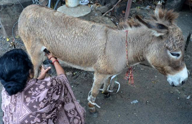 Получение ослиного молока