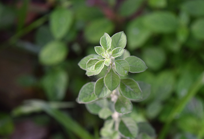 Пол-пала растет
