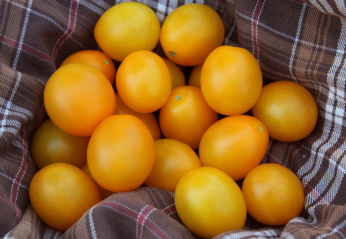 Помидоры желтого цвета