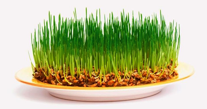 Как выглядит пророщенная пшеница