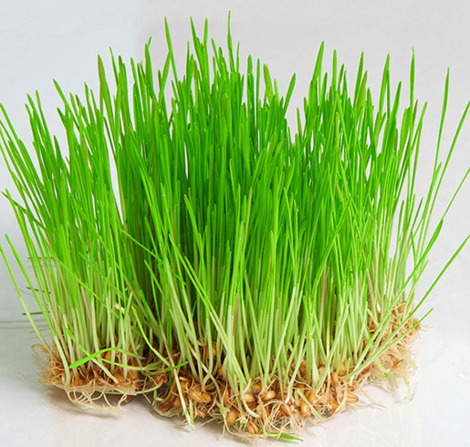 Проращивание овса