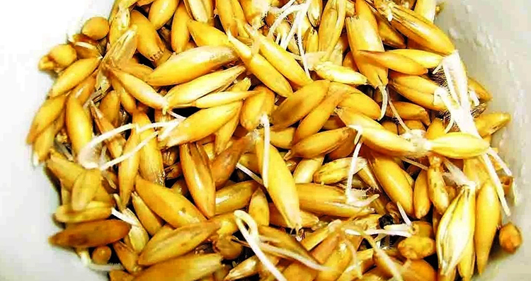 Как выглядит пророщенный овес