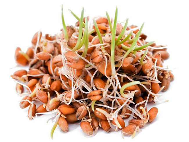 Как выглядят зародыши пшеницы