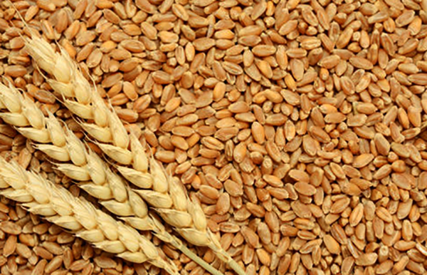 Пшеница