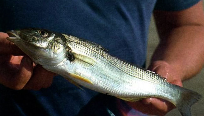 Путассу в руках