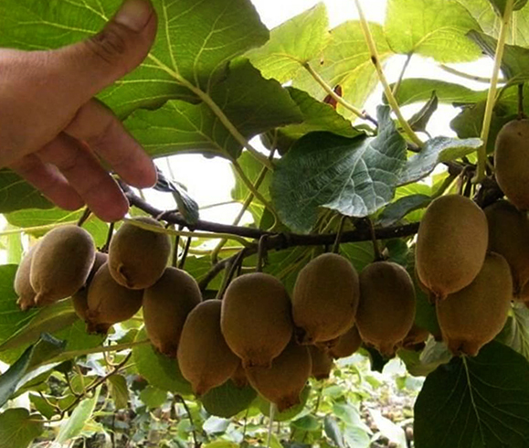 Киви растет