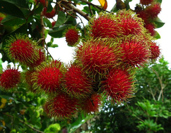 Плоды рамбутана
