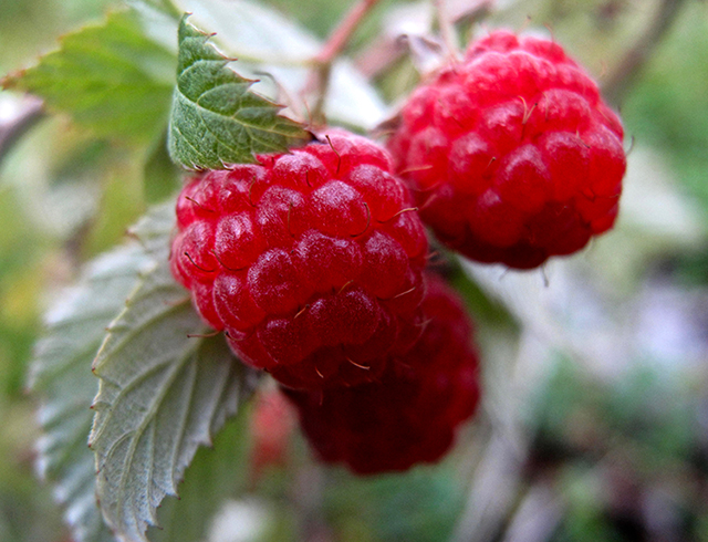 Малина растет