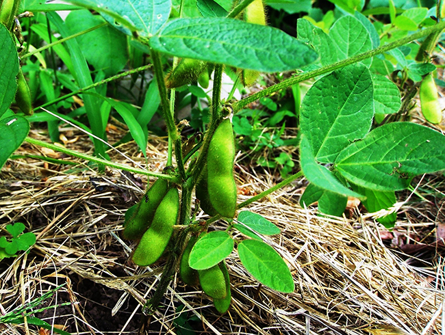 Растущая соя