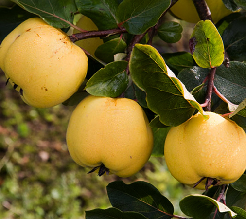 Растущая айва