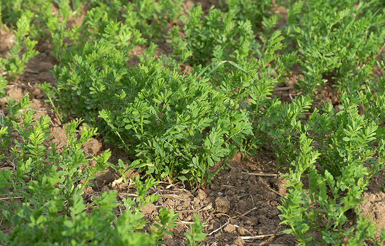 Растущая чечевица