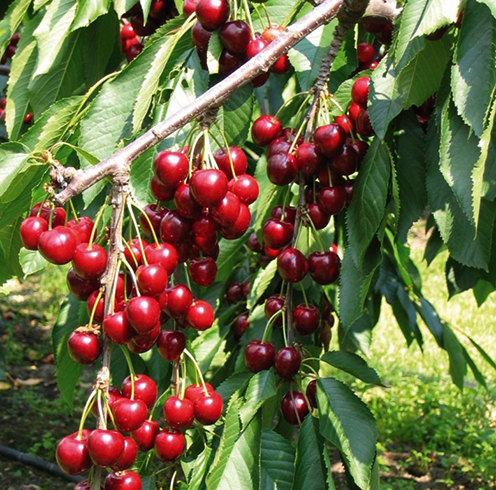 Растущая черешня