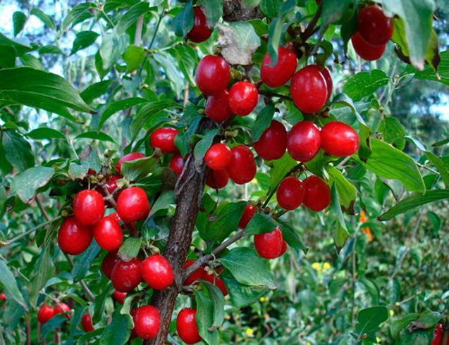 Растущий кизил