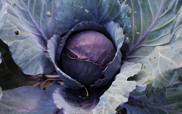 Растущая краснокочанная капуста