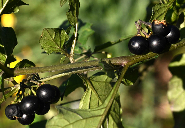 Растущий паслен