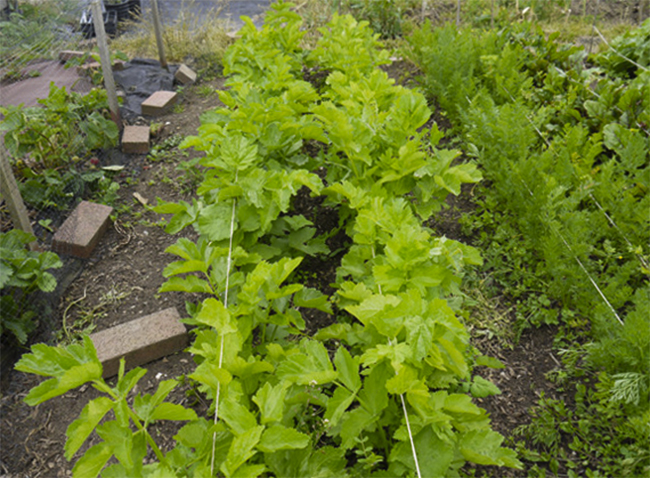 Растущий пастернак