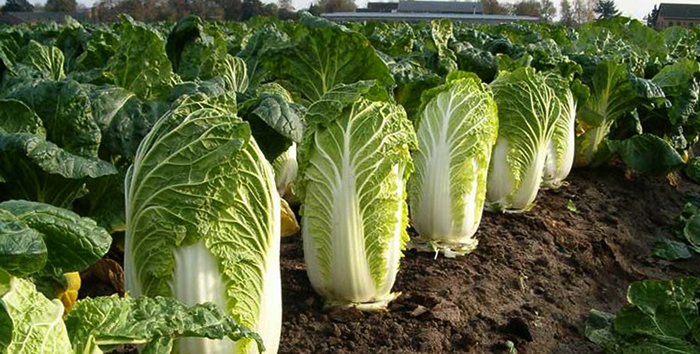 Растущая пекинская капуста