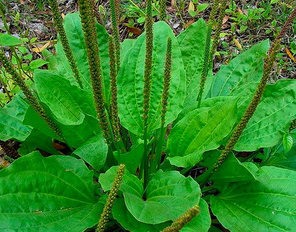 Растущий подорожник