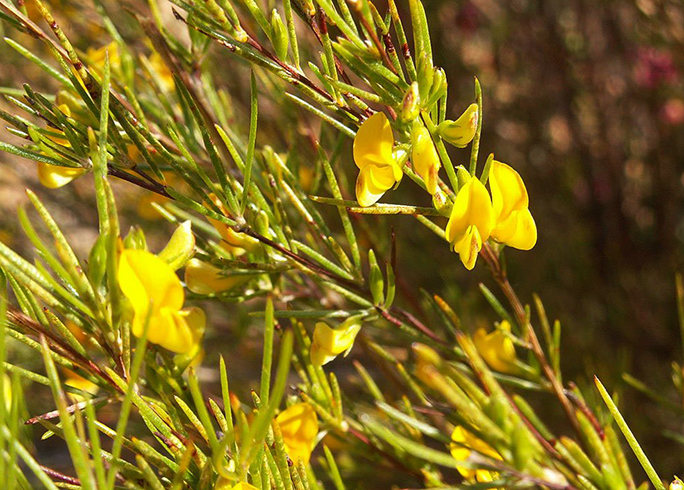 Растения чая ройбуш