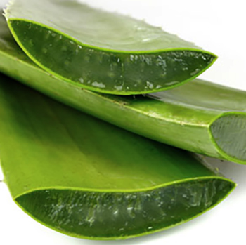 Разрез алоэ