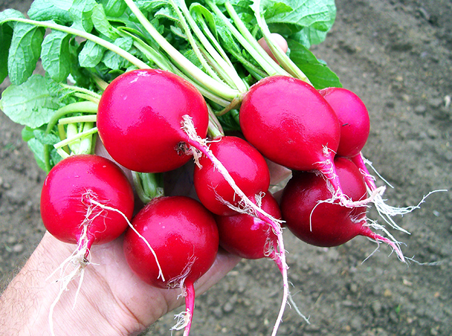 Редиска в руках