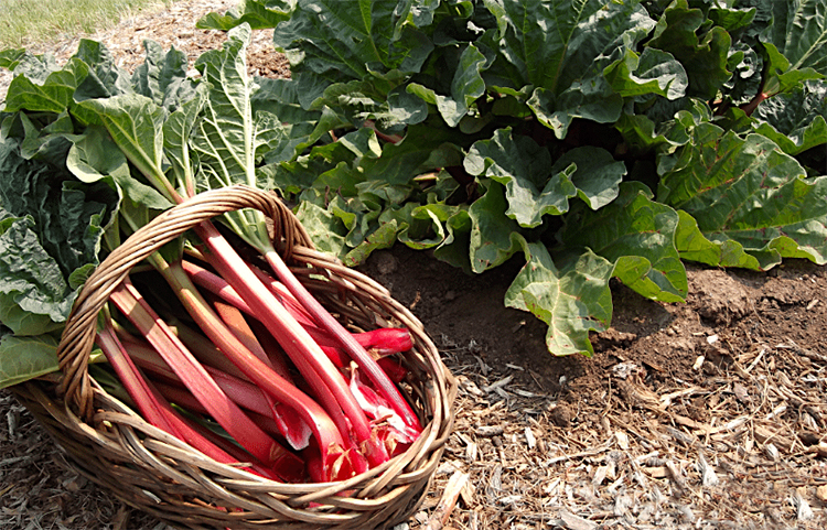 Ревень растет