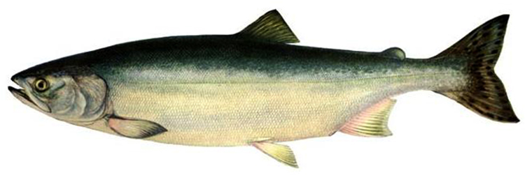 Рыба горбуша