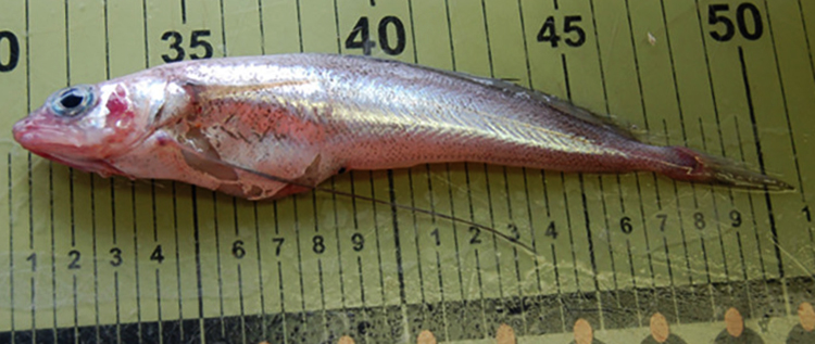 Рыбка лимонелла