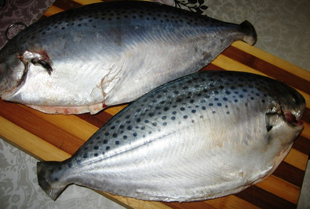 Рыба масляная