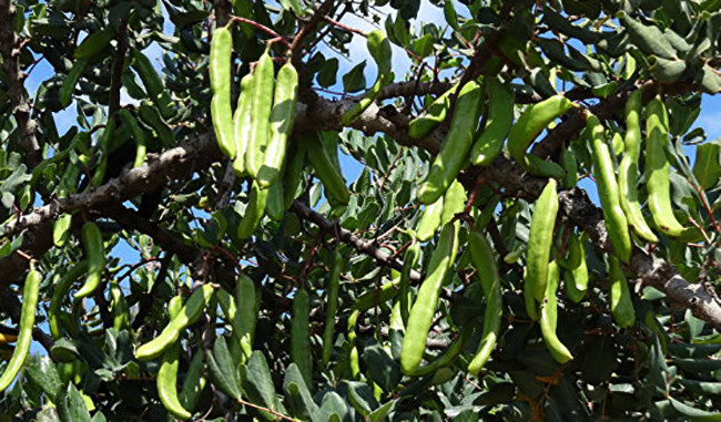 Рожковое дерево