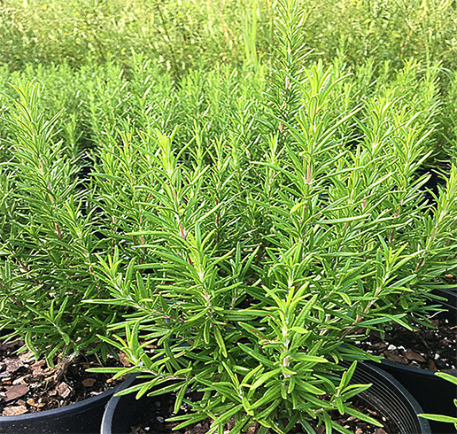 Розмарин растет