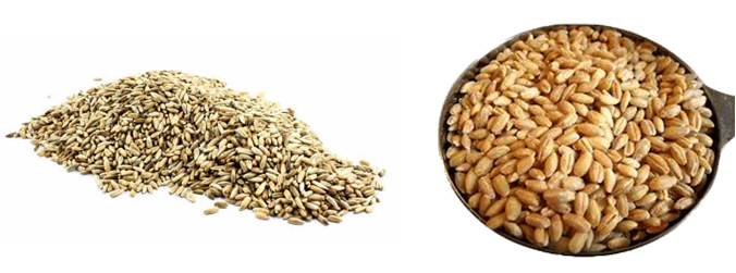 Рожь и пшеница