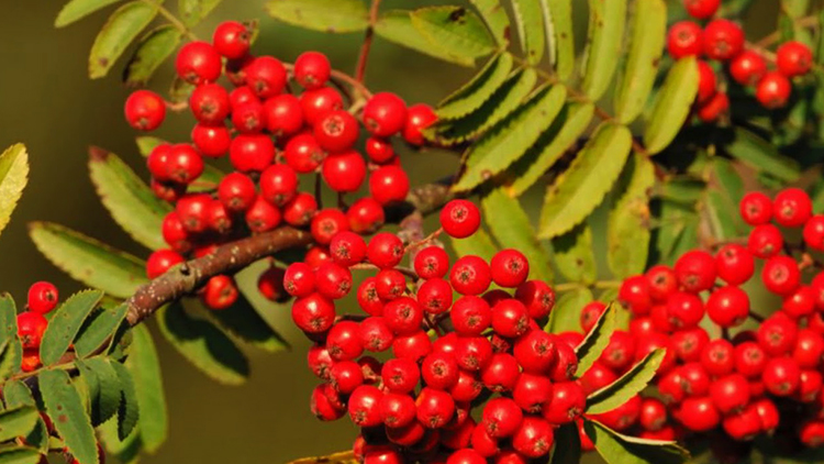 Рябина растет