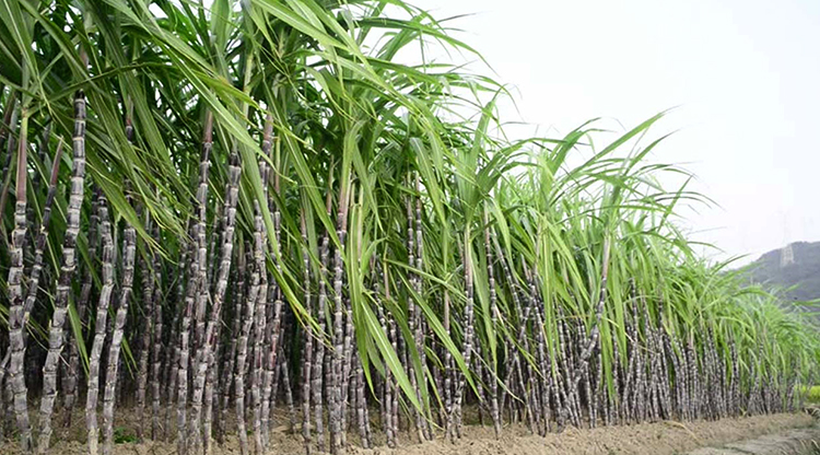 Сахарный тростник