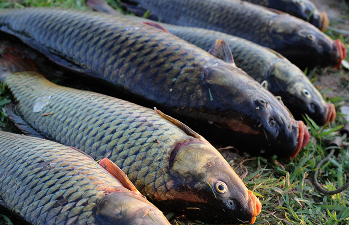 Много сазанов