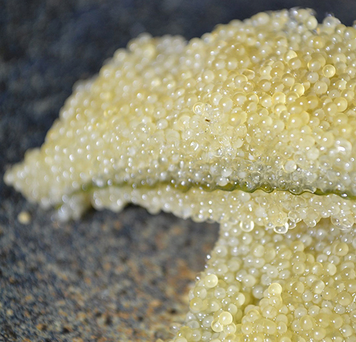 Икра сельди вблизи