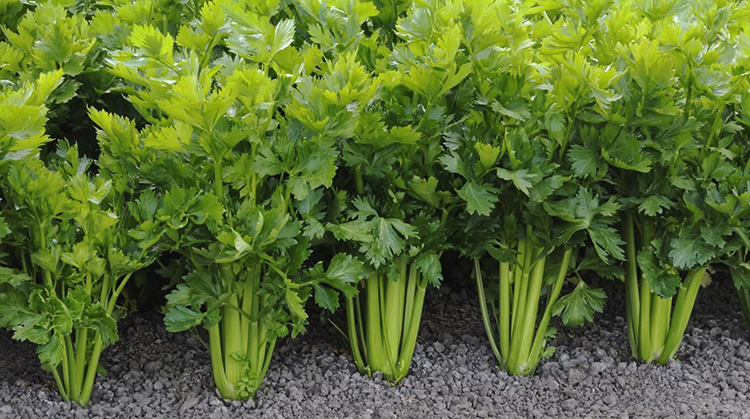 Сельдерей растет