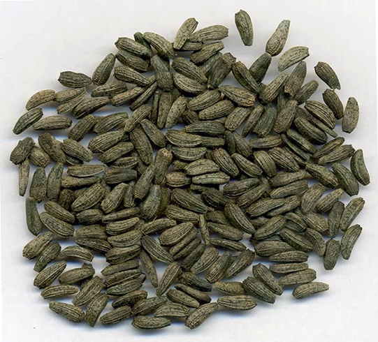 Семена лопуха