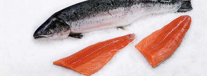 Свежая семга