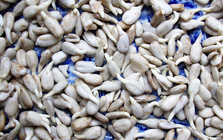 Семена перед употреблением