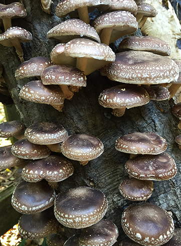 Грибы Шиитаке растут