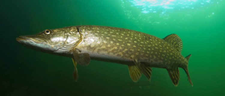 Щука плавает