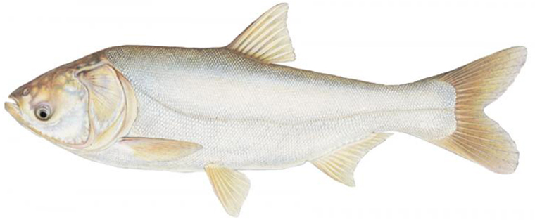 Толстолобик