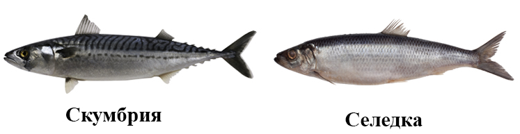 Скумбрия и селедка