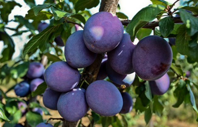 Сливы растут