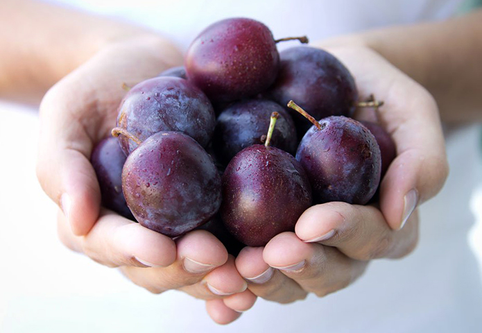 Сливы в руках
