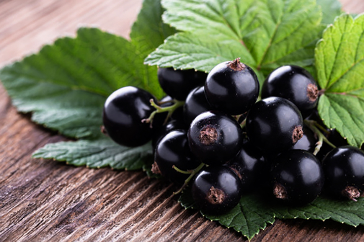 Свежая черная смородина