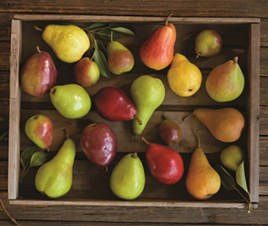 Сорта груш