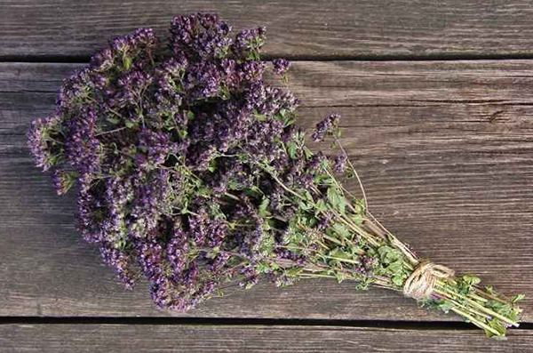 Сорванная душица