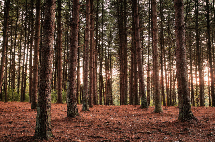 Сосновый лес